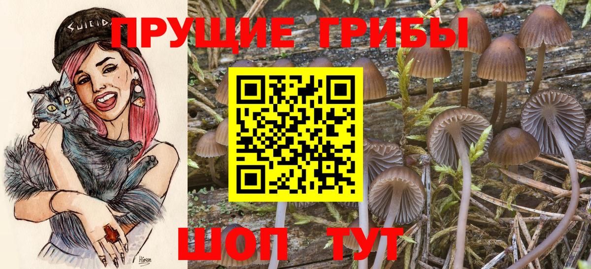 Псилоцибиновые грибы Psilocybe  Вход с VPN  Отрадное 